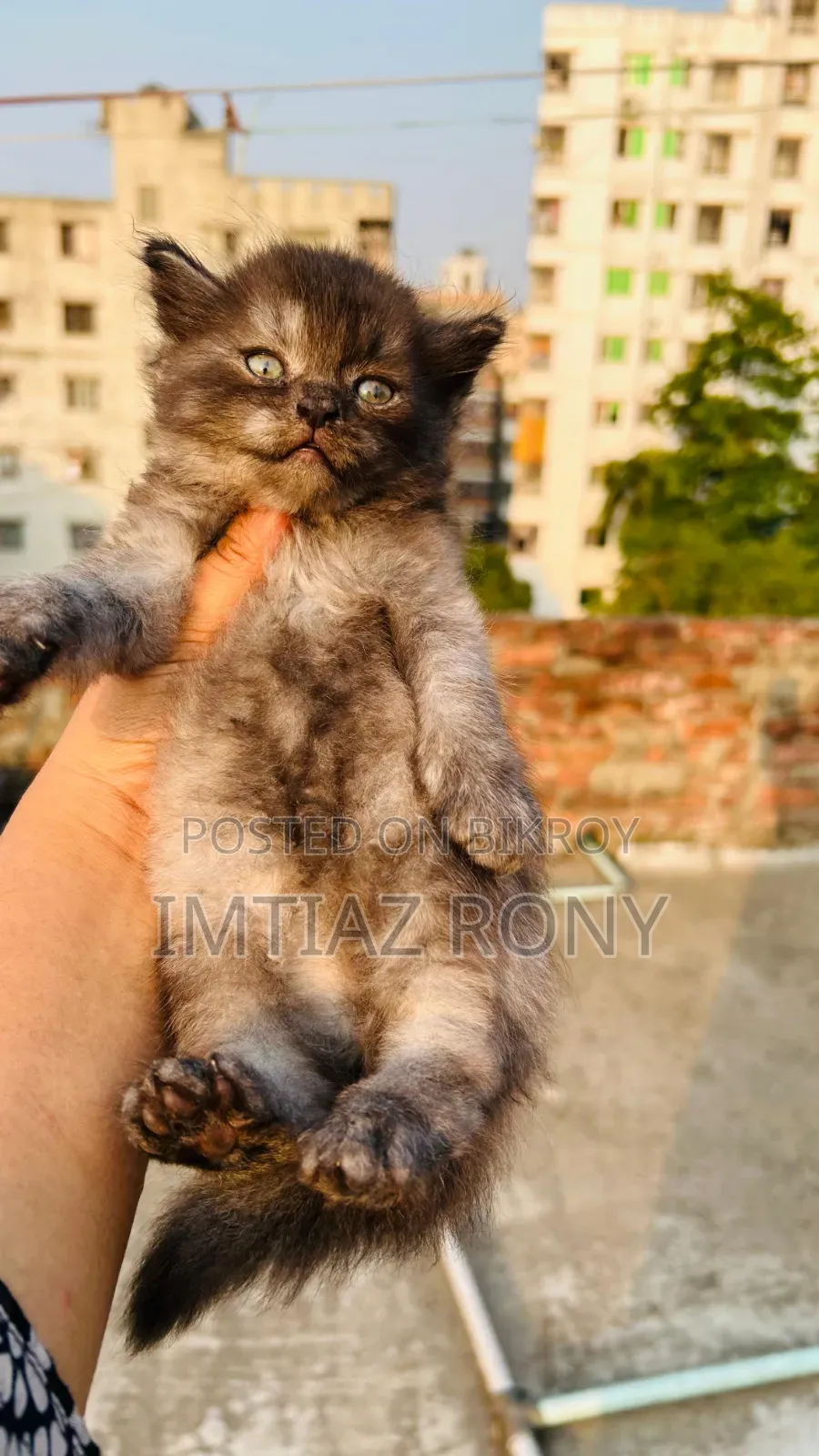 1-3 Months Female Purebred Persian