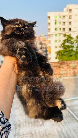 1-3 Months Female Purebred Persian