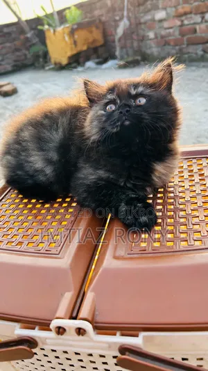 1-3 Months Female Purebred Persian