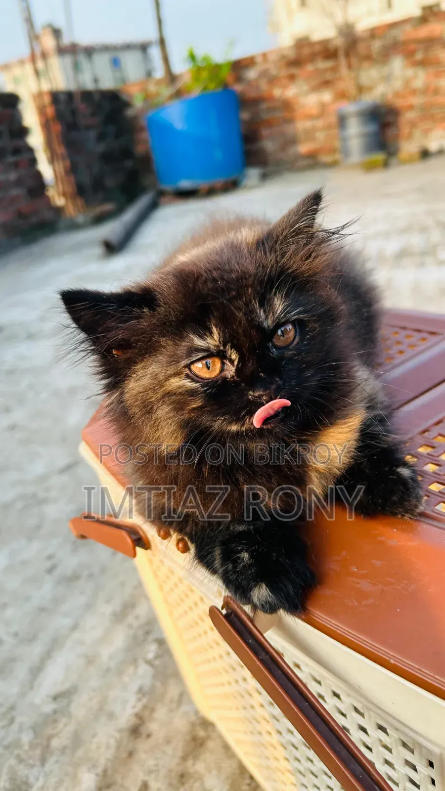 1-3 Months Female Purebred Persian