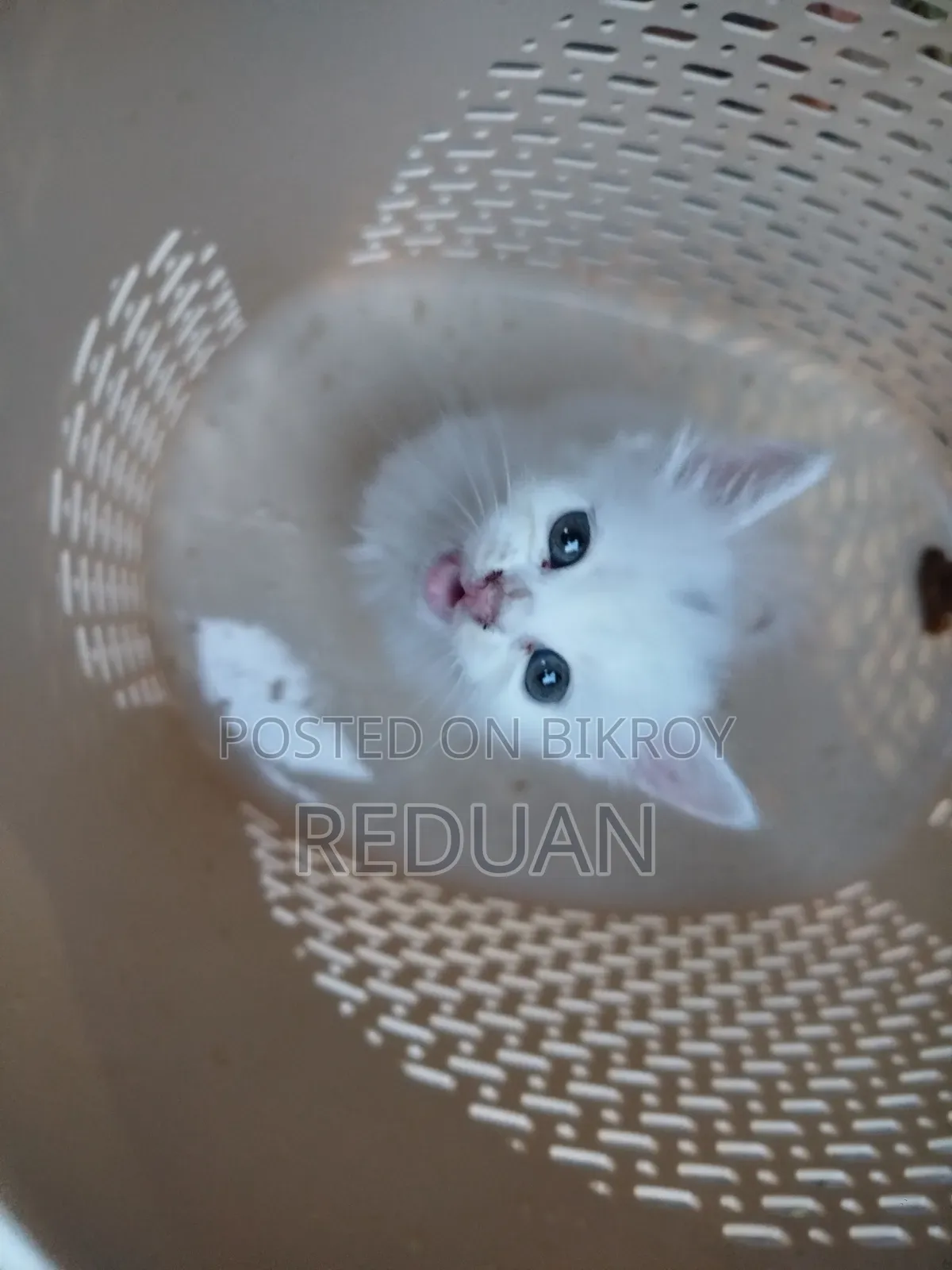 0-1 Month Female Purebred Persian