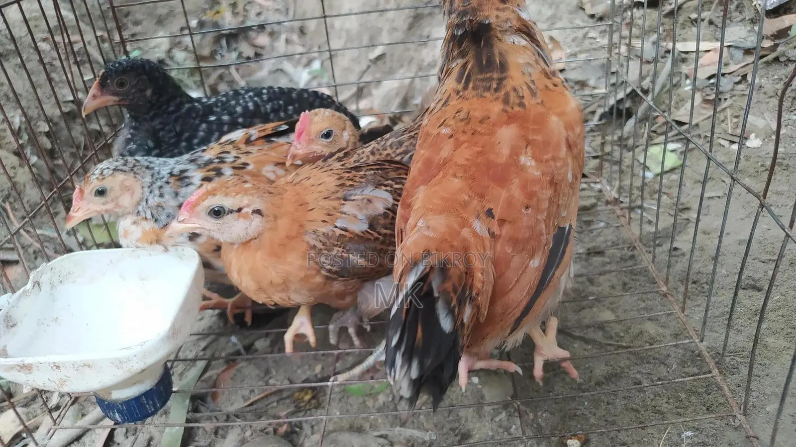 One-month-old Desi chicken chicks.