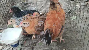 এক মাস বয়সী দেশি মুরগির বাচ্চা।