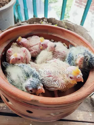 টেম সাইজ ককাটেল বেবি