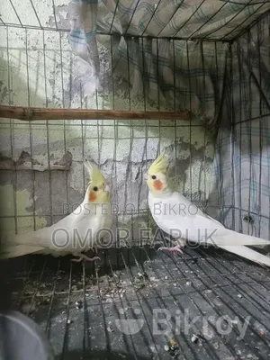 Cockatiel Birds