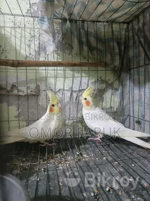 Cockatiel Birds