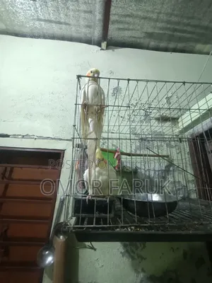 Cockatiel Birds