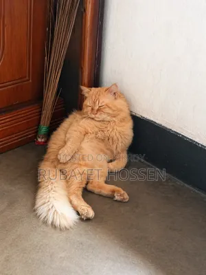 6-12 Months Male Purebred Persian