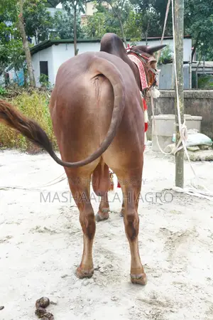 Red Shindi Bull