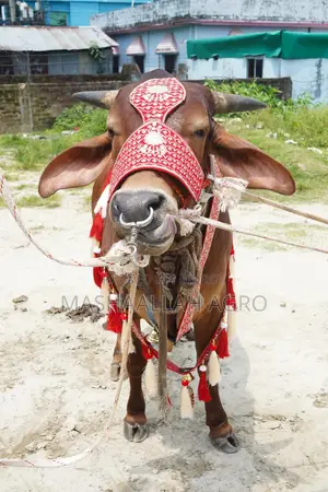 Red Shindi Bull