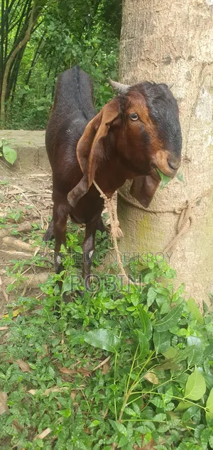 Ram Goat (Pathi)