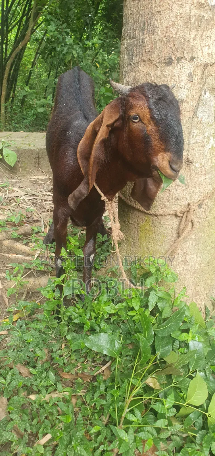 Ram Goat (Pathi)