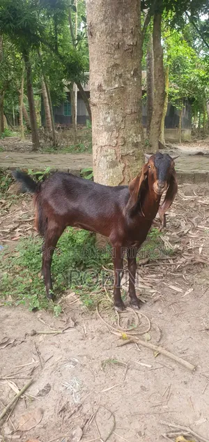 Ram Goat (Pathi)