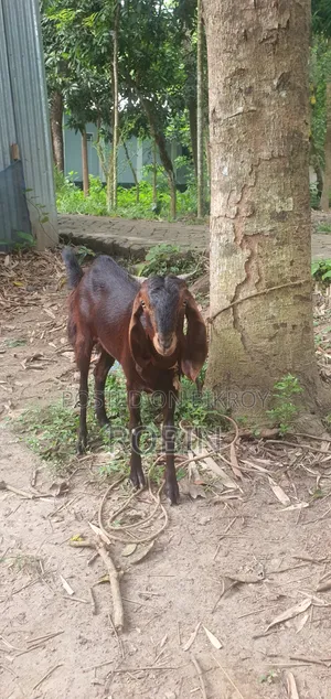 Ram Goat (Pathi)