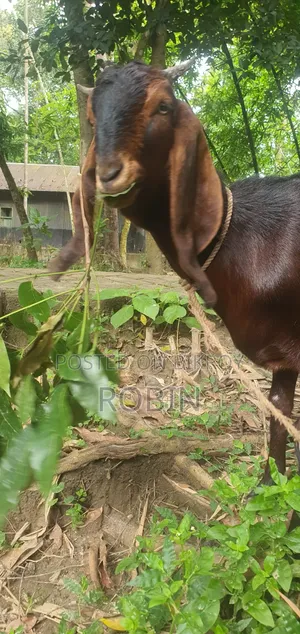 Ram Goat (Pathi)