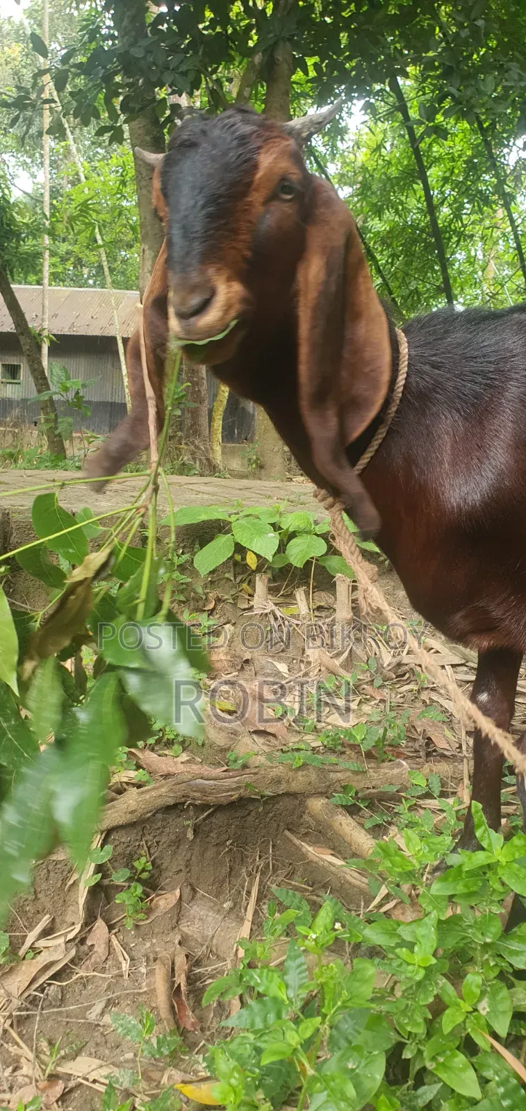 Ram Goat (Pathi)