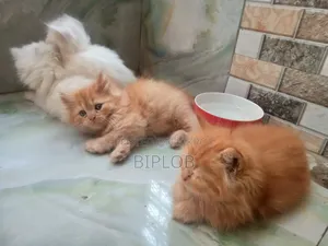 1-3 Months Male Purebred Persian