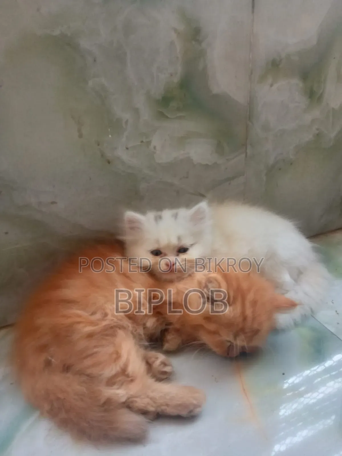 1-3 Months Male Purebred Persian