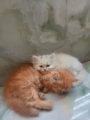 1-3 Months Male Purebred Persian
