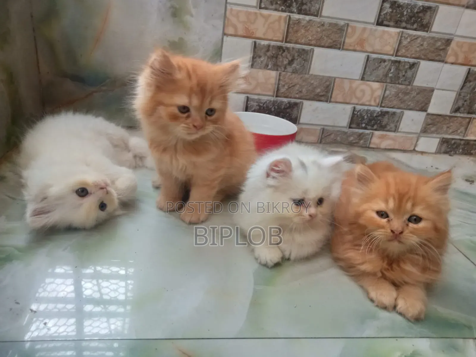 1-3 Months Male Purebred Persian