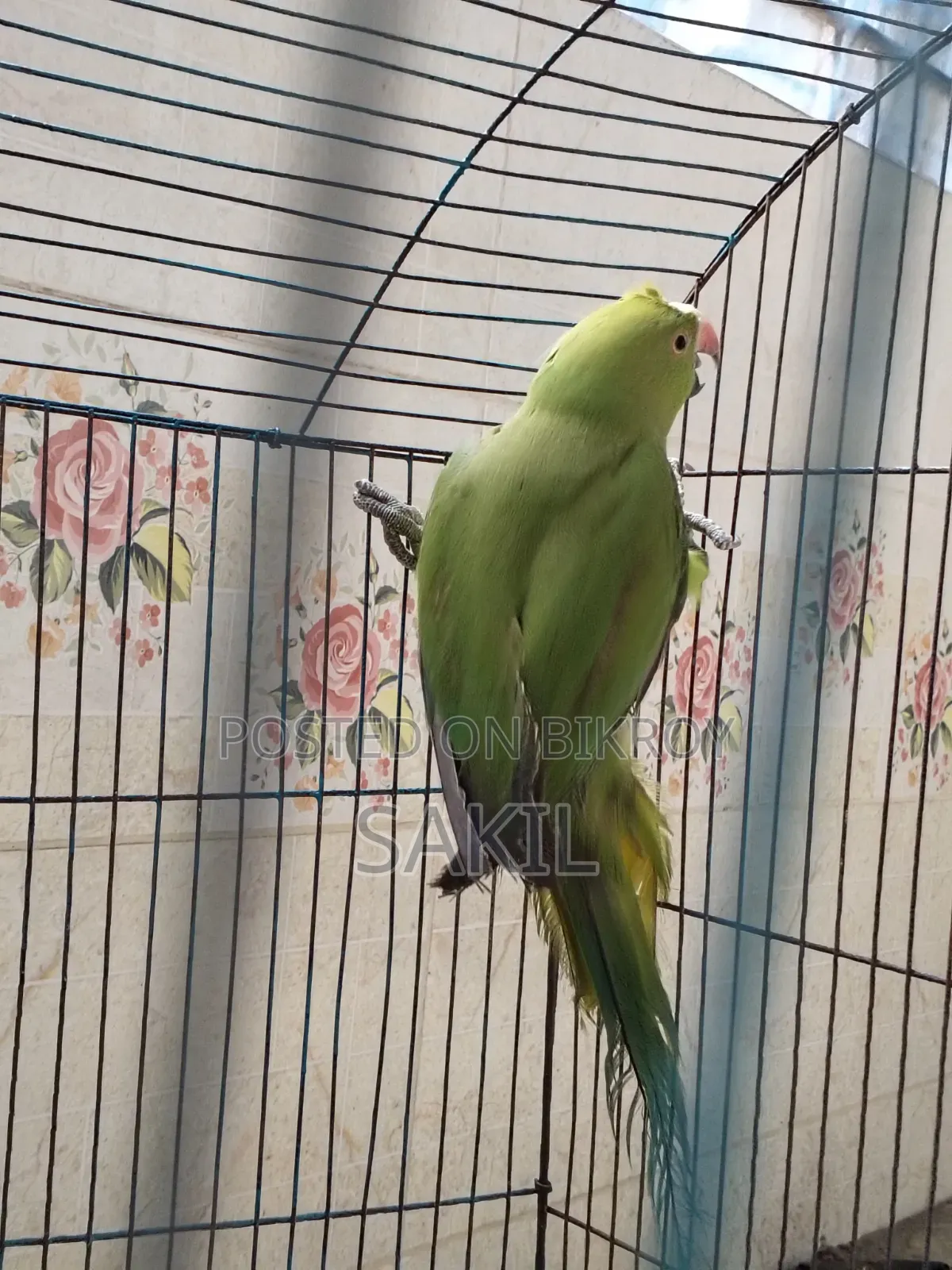 Indian Ringneck Female Parrot for Sale
