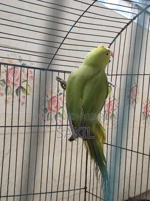 Indian Ringneck Female Parrot for Sale