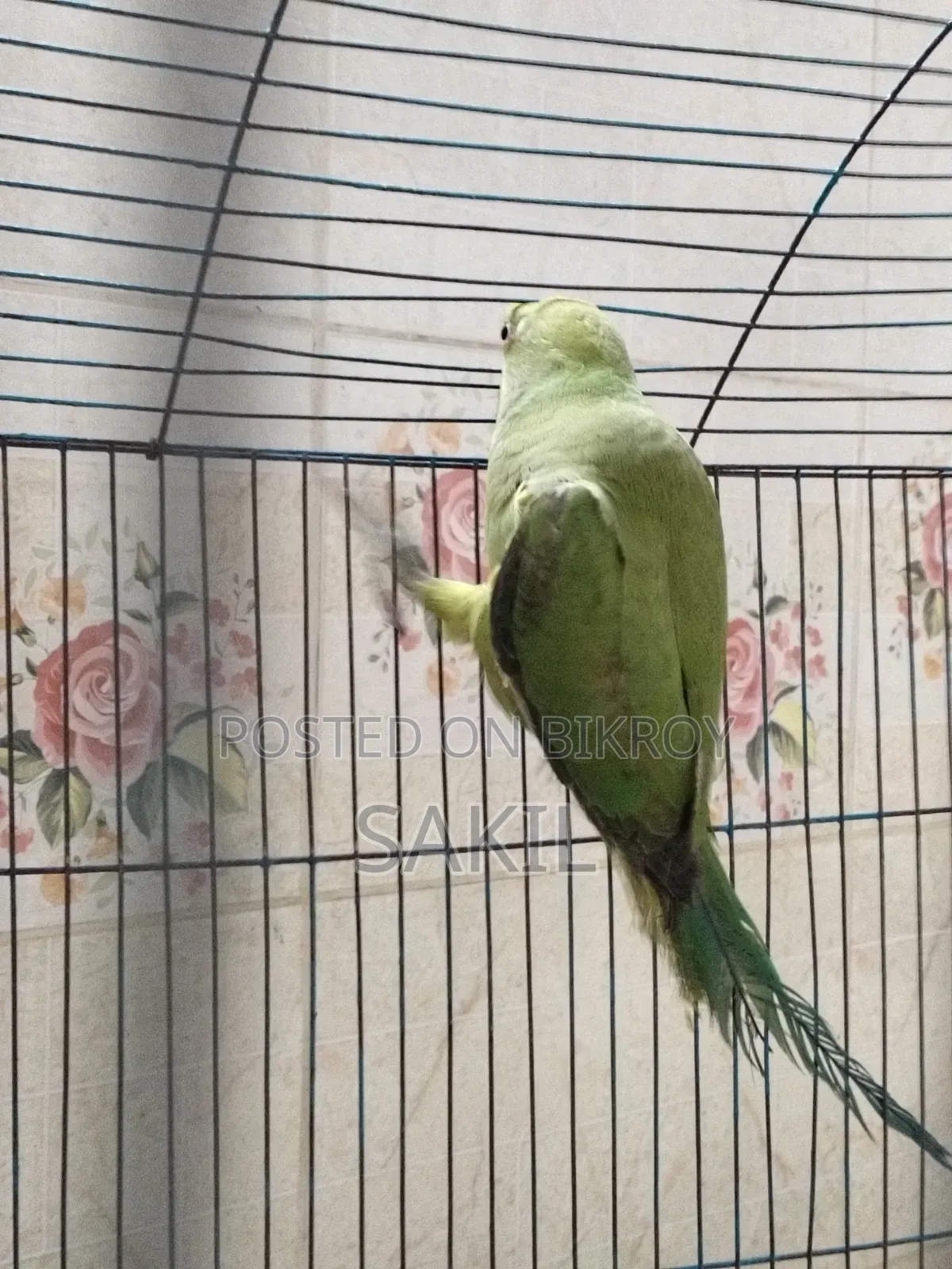 Indian Ringneck Female Parrot for Sale