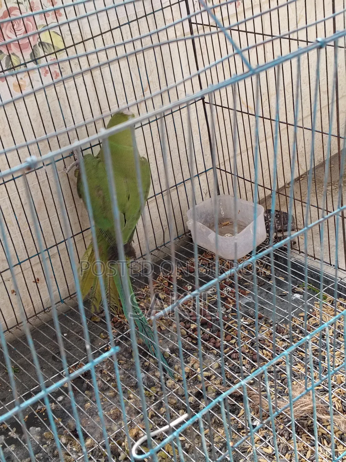 Indian Ringneck Female Parrot for Sale