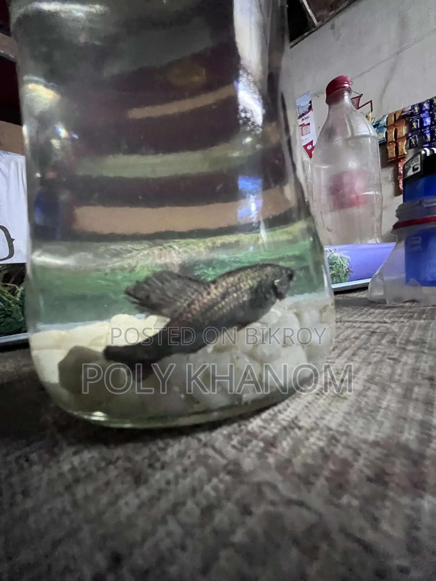 Upper Moon Betta Fish
