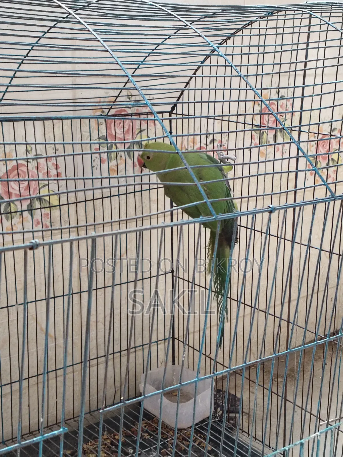 Indian Ringneck Female Parrot for Sale