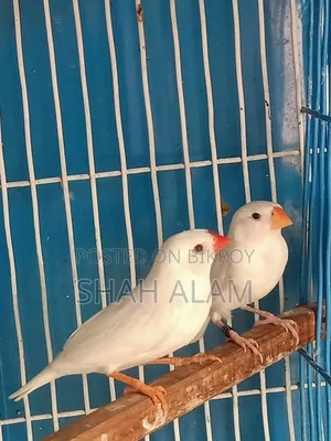 Snow White and Large Size Finch 2 Pairs