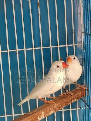 Snow White and Large Size Finch 2 Pairs