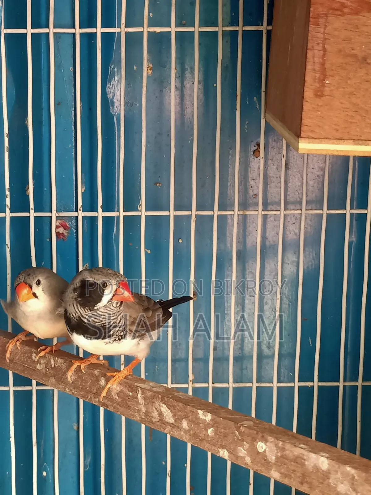 Snow White and Large Size Finch 2 Pairs