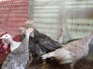 Fresh Turkey Chicks