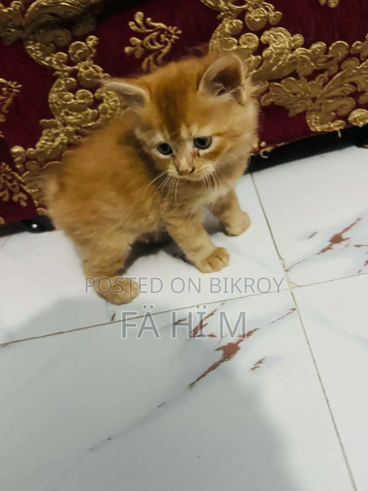 1-3 months Male Purebred Persian