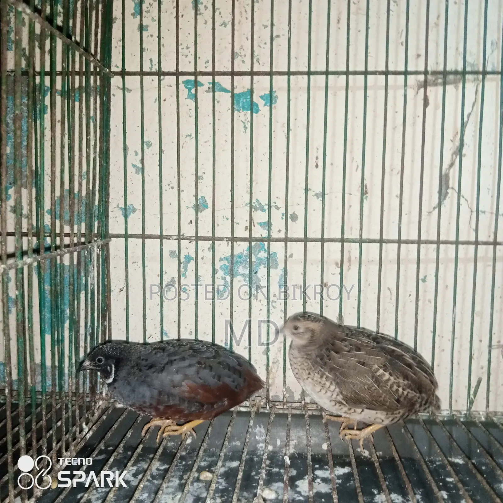 কিং কোয়েল রানিং পেয়ার