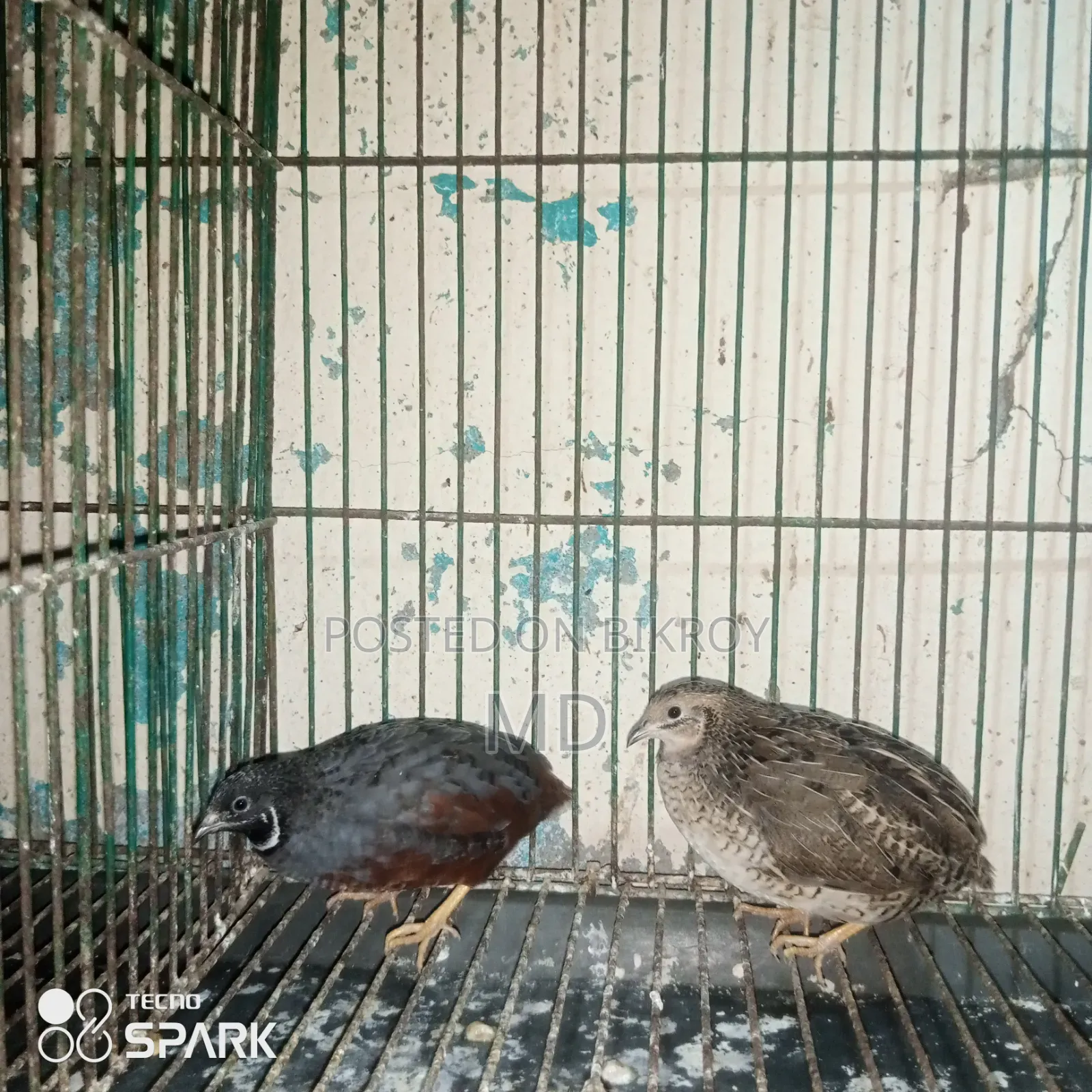 কিং কোয়েল রানিং পেয়ার