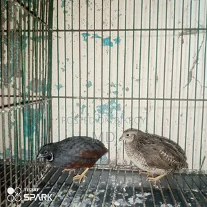 কিং কোয়েল রানিং পেয়ার