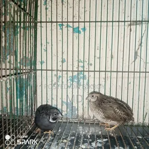 কিং কোয়েল রানিং পেয়ার