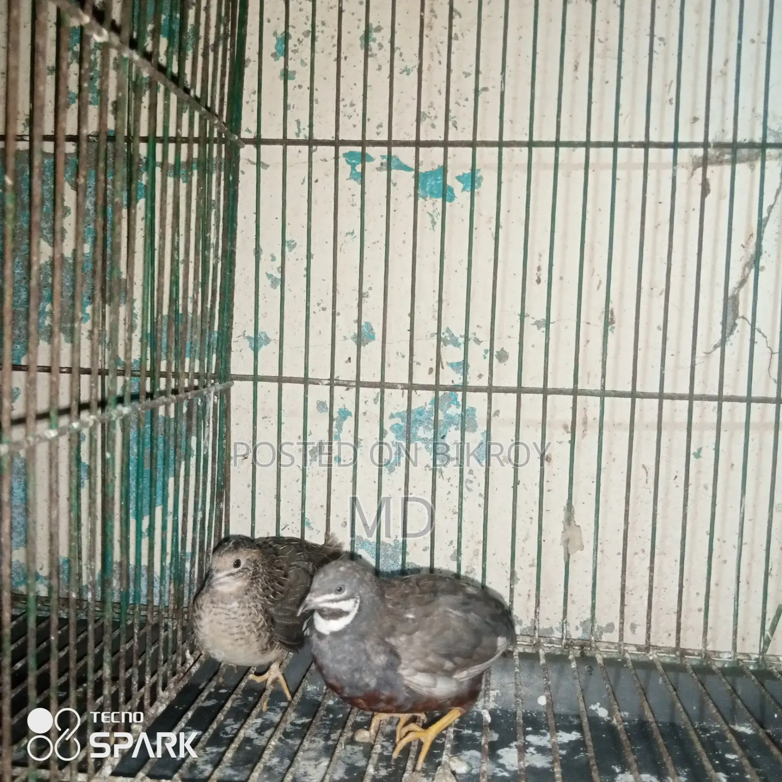 কিং কোয়েল রানিং পেয়ার