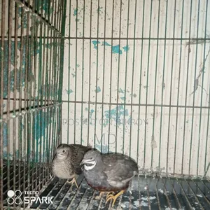 কিং কোয়েল রানিং পেয়ার