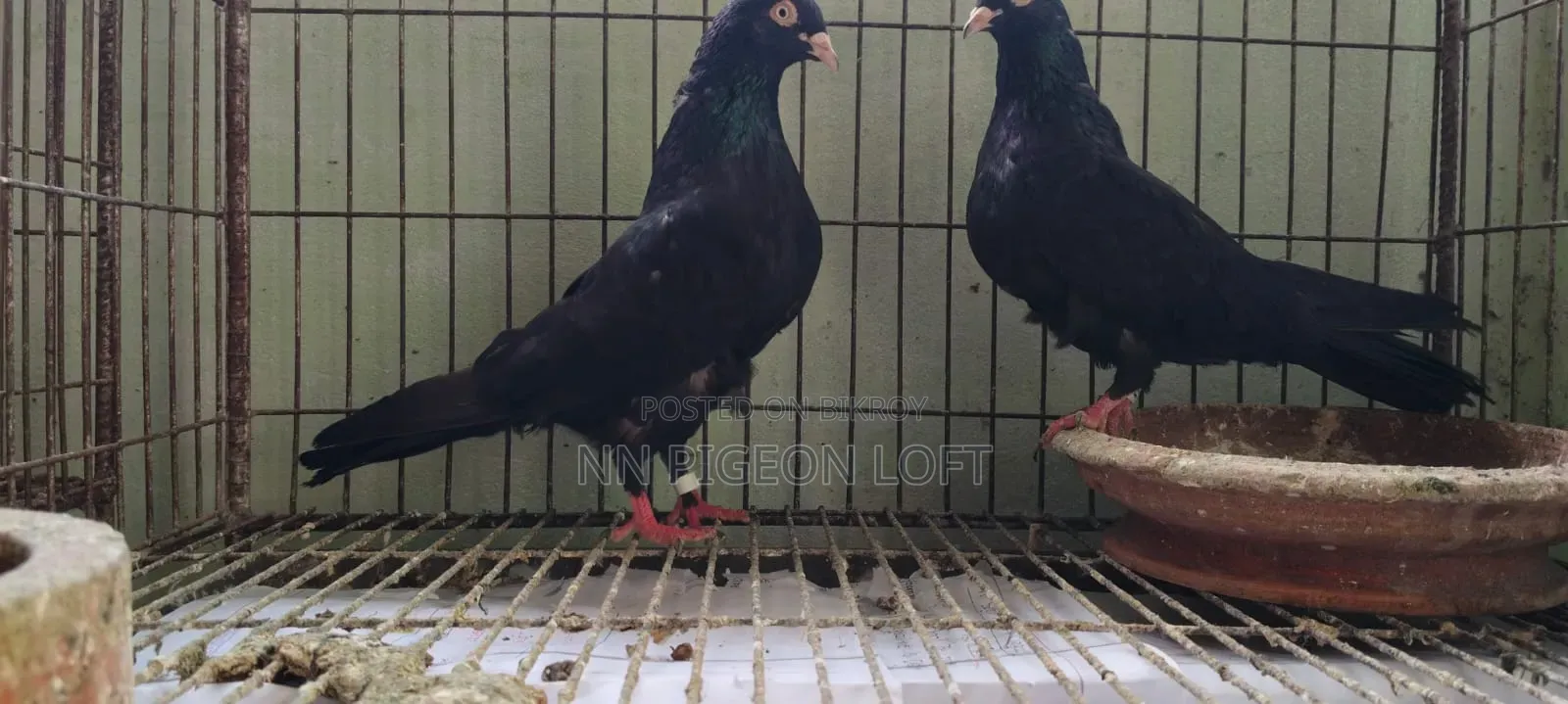 Pigeons for Sale