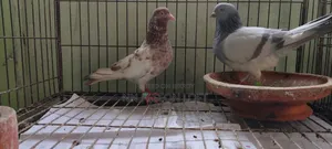 Pigeons for Sale