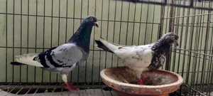 Pigeons for Sale