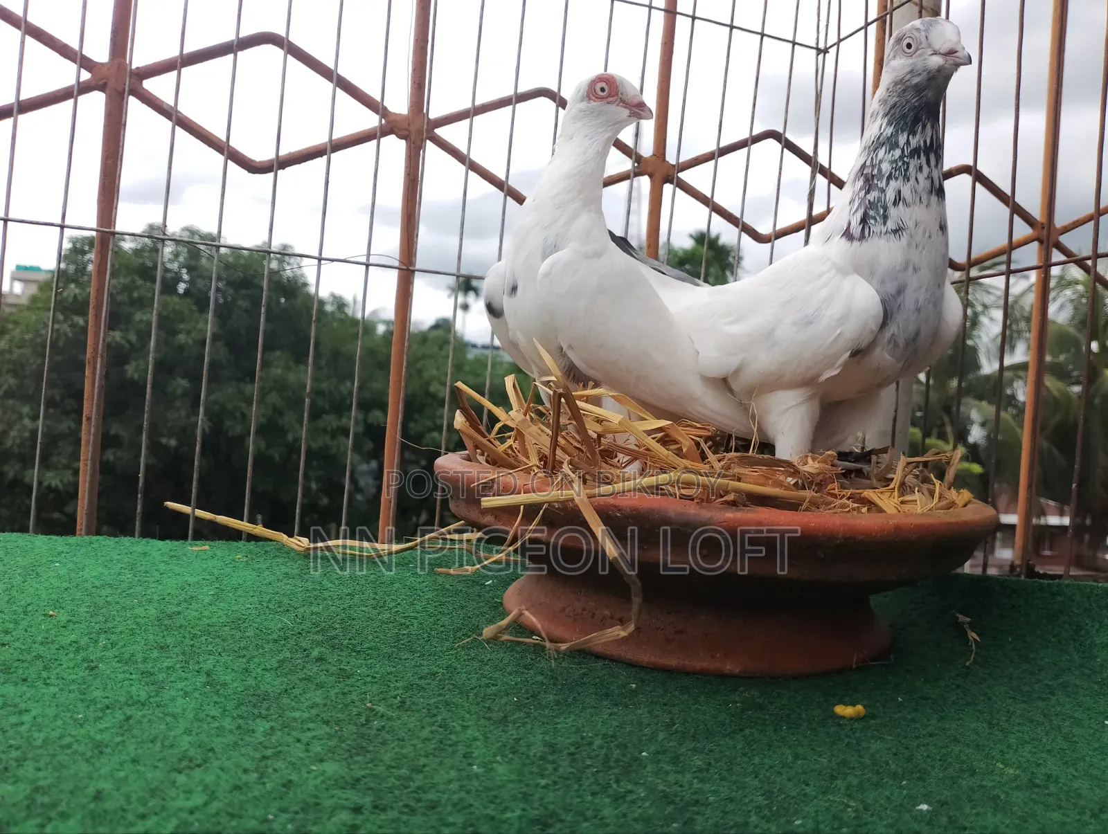 Pigeons for Sale