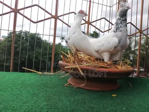 Pigeons for Sale