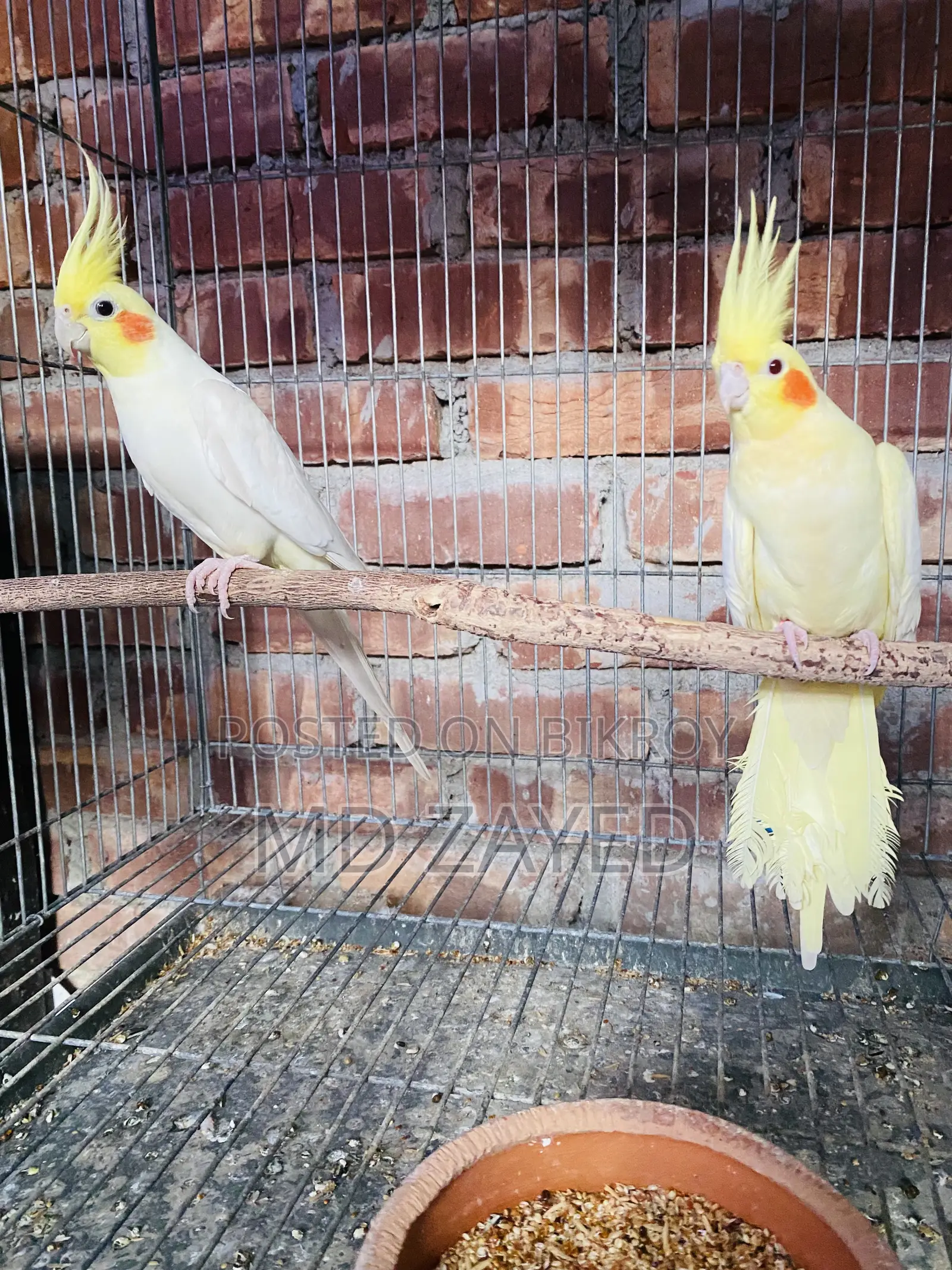 Selling Female Cockatiel or Exchange for Male Cockatiel