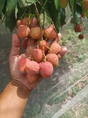 লিচু (বোম্বাই জাতের)