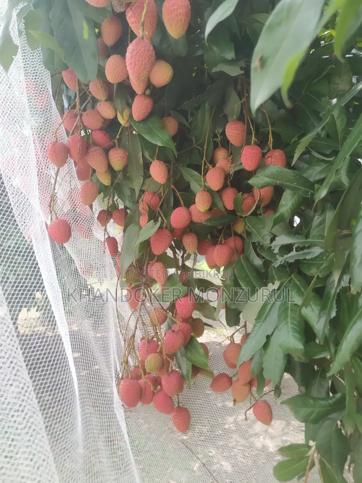 Lychee (Bombay Variety)