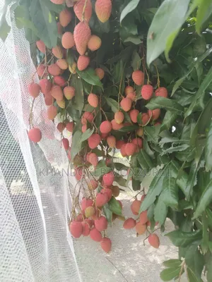 Lychee (Bombay Variety)